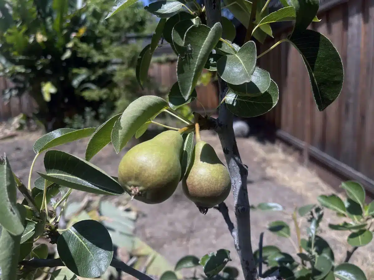 Alameda Post - Bear's-Eye View of Alameda for June 29, 2025. Ripe pears growing on a tree