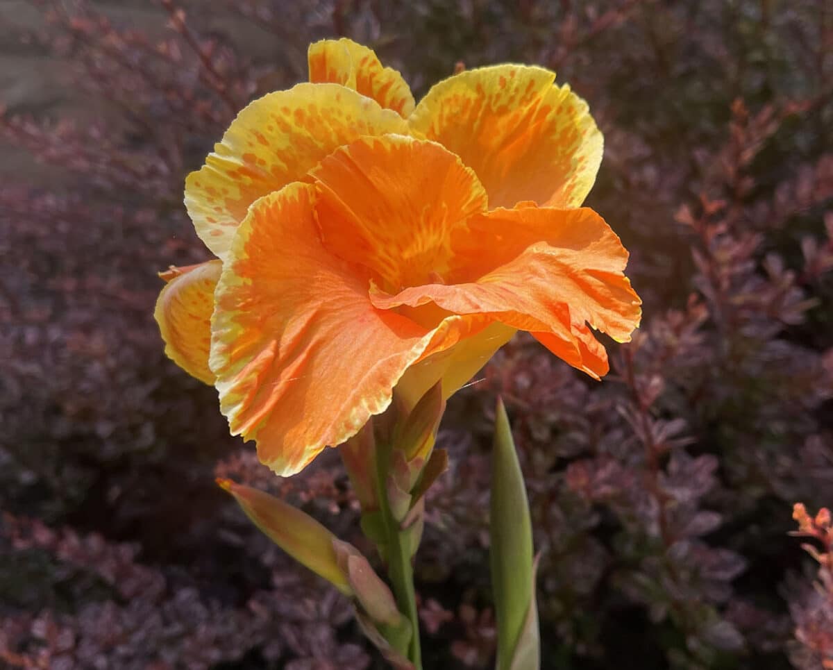 Alameda Post - a beautiful orange flower