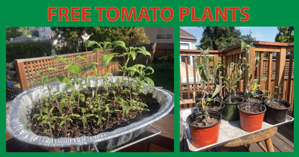 Alameda Post - photos of tomato plants with the words "Free Tomato Plants" at the top
