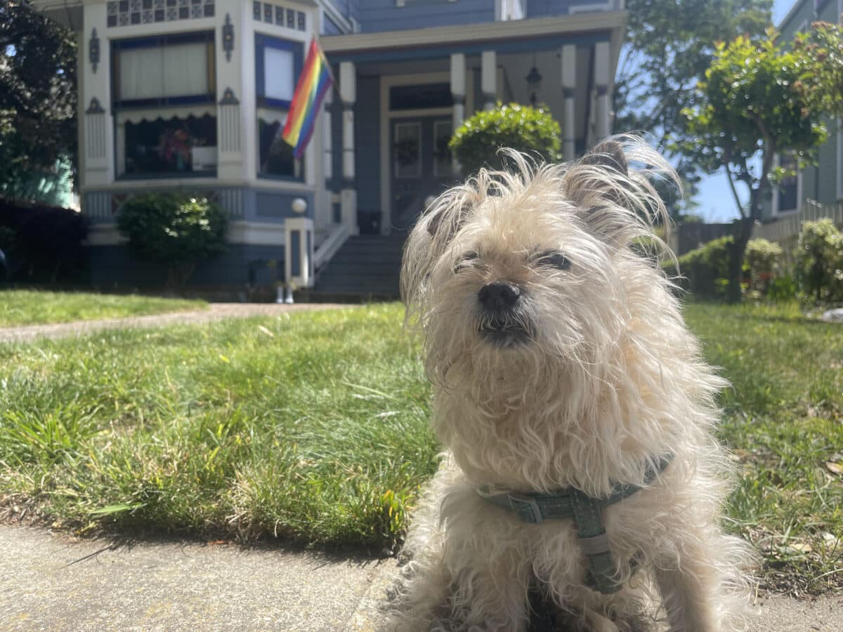 Alameda Post - a small white dog sits in front of a home with a Pride flag