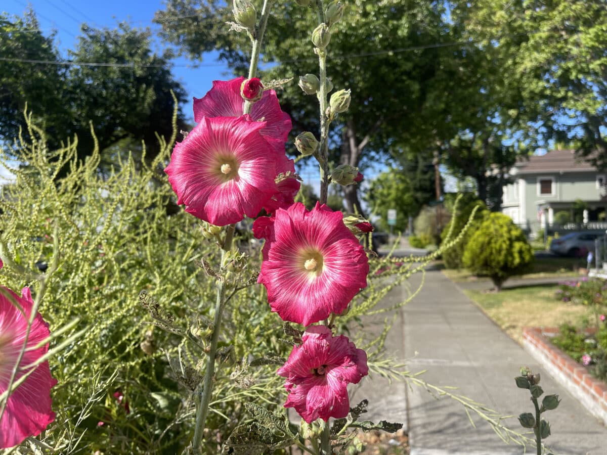Alameda Post - bright pink flowers