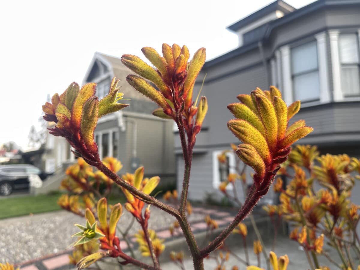 Alameda Post - a yellow and red fuzzy looking plant called a Kangaroo Paw