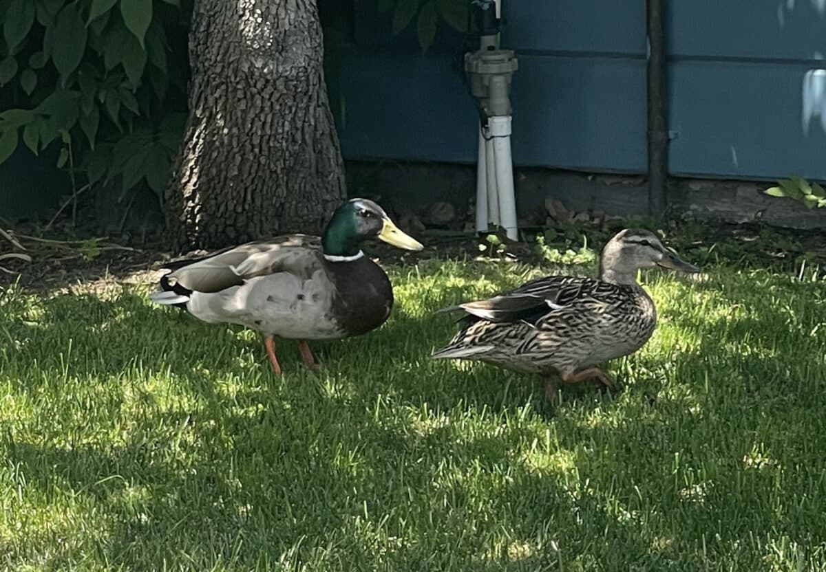 Alameda Post - a female and male mallard 