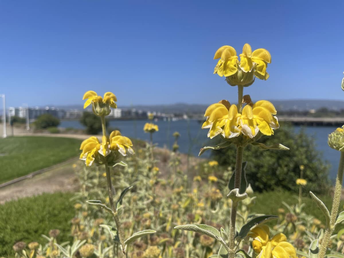 Alameda Post - bright yellow flowers on Alameda's waterfront trail