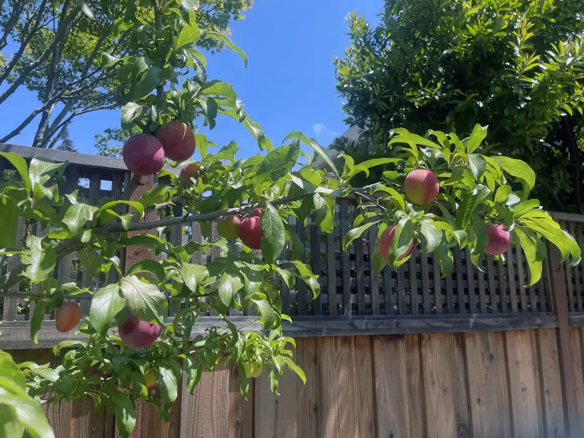 Alameda Post - Bear's-Eye View of Alameda for June 29, 2025. Ripe plums growing on a tree