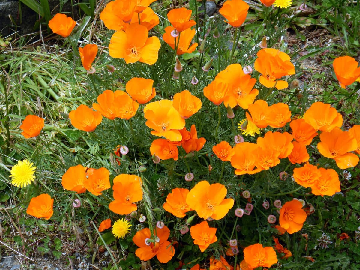 Alameda Post - california poppies