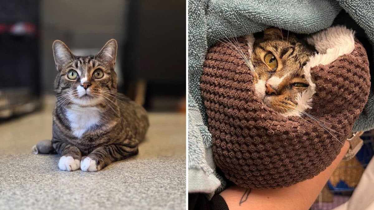 Alameda Post - a tabby cat named Dino laying on the floor and swaddled in a burrito