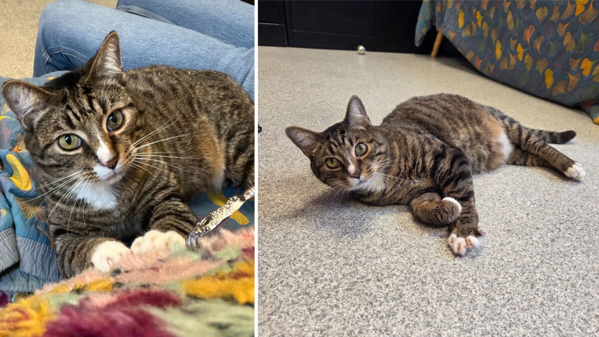 Alameda Post - a tabby cat named Dino laying on the floor and the couch