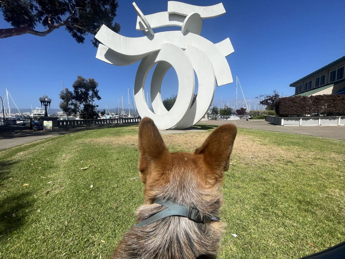Alameda Post - Mouf the dog looks at a large white modern sculpture