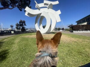 Alameda Post - Mouf the dog looks at a large white modern sculpture