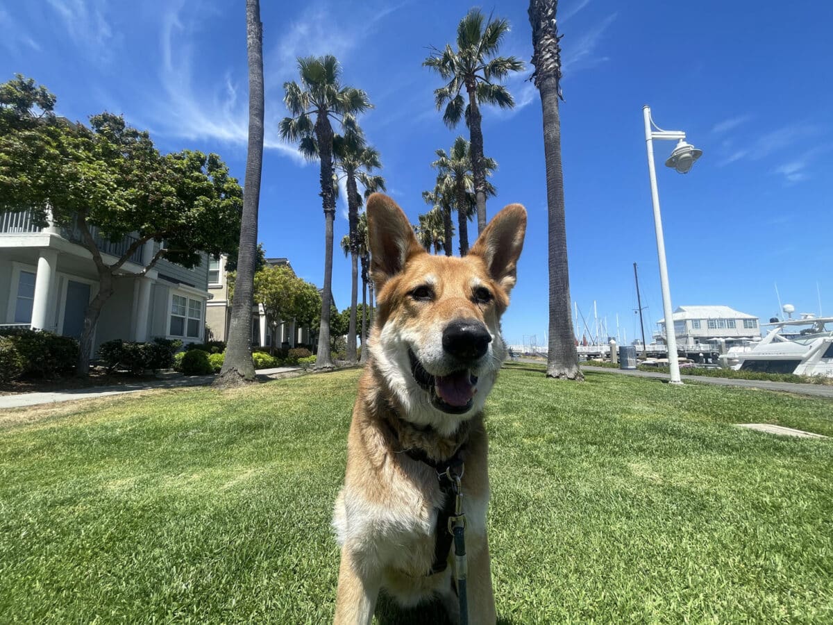 Alameda Post - mouf the dog sits on a large grassy space by the water
