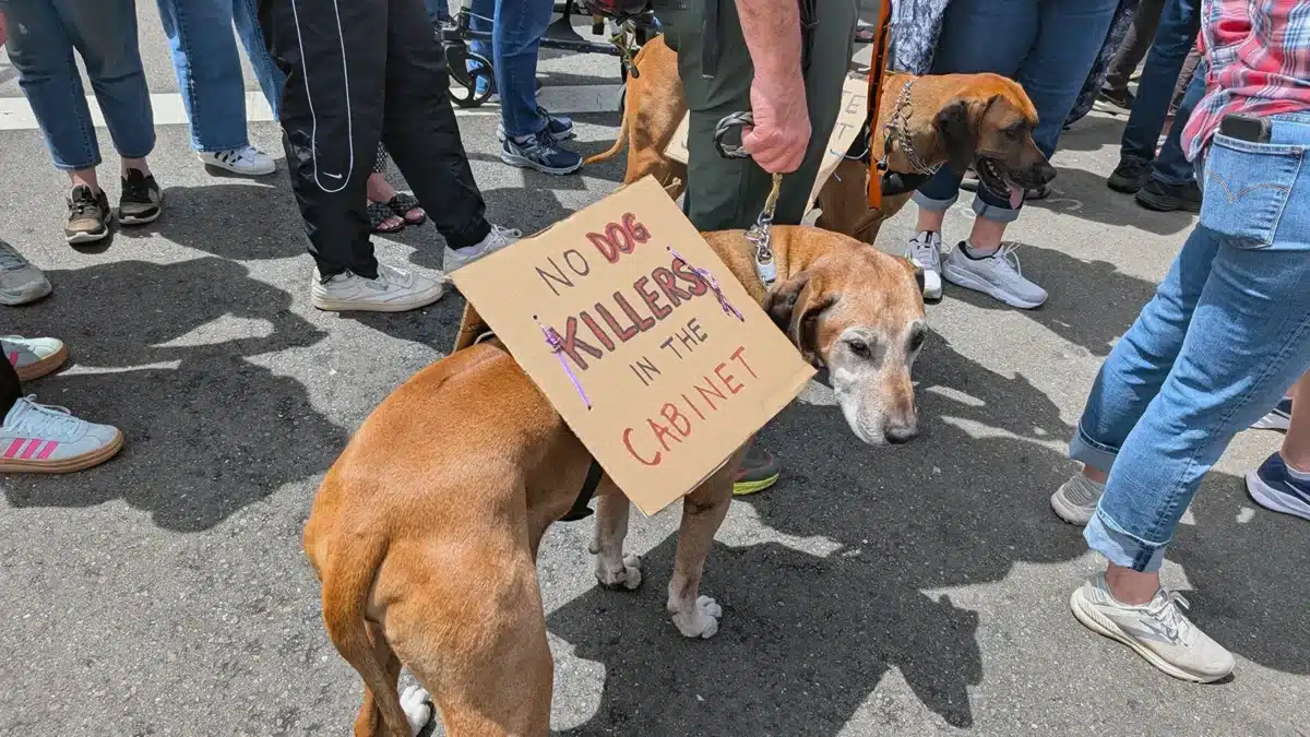 Alameda Post - No Kings rally, Alameda, CA, June 14, 2025.