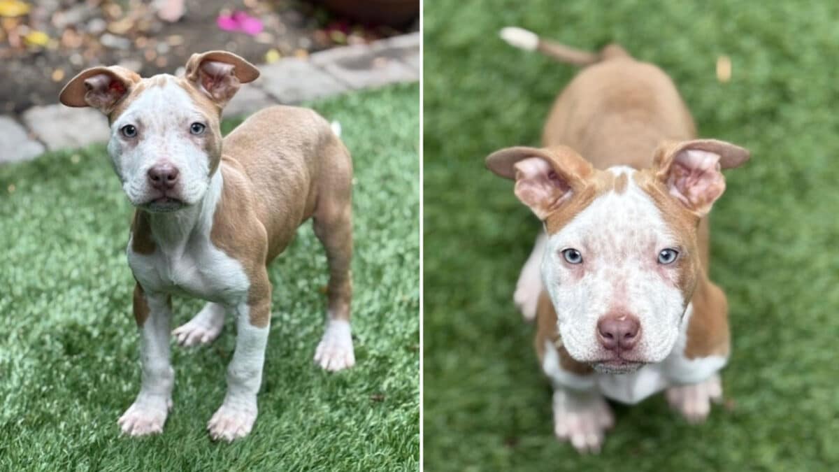 Alameda Post - Zeke the tan and white mixed puppy who appears to be a pit bull mix