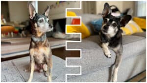 Alameda Post - two very similar looking chihuahua mixes
