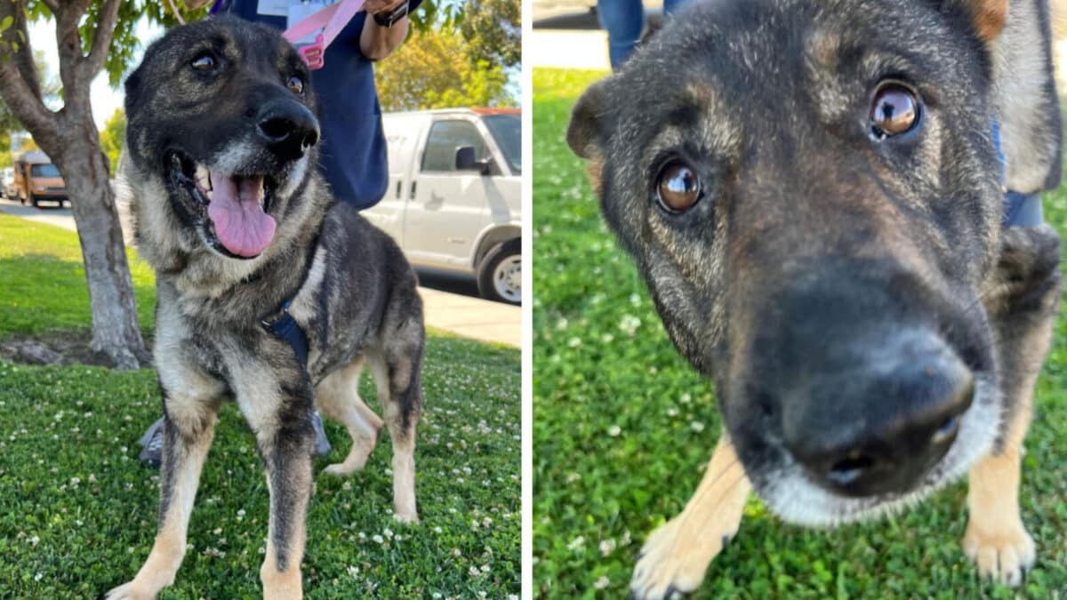 Alameda Post - Dusty Lucille the German shepherd mix