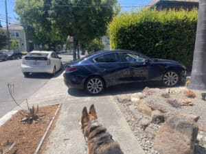 Alameda Post - mouf the dog looks at a car that is blocking the sidewalk