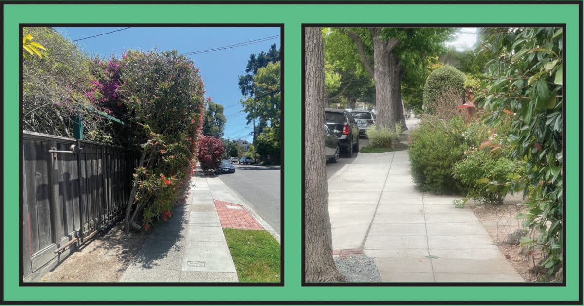 Alameda Post - plants that encroach on the sidewalk