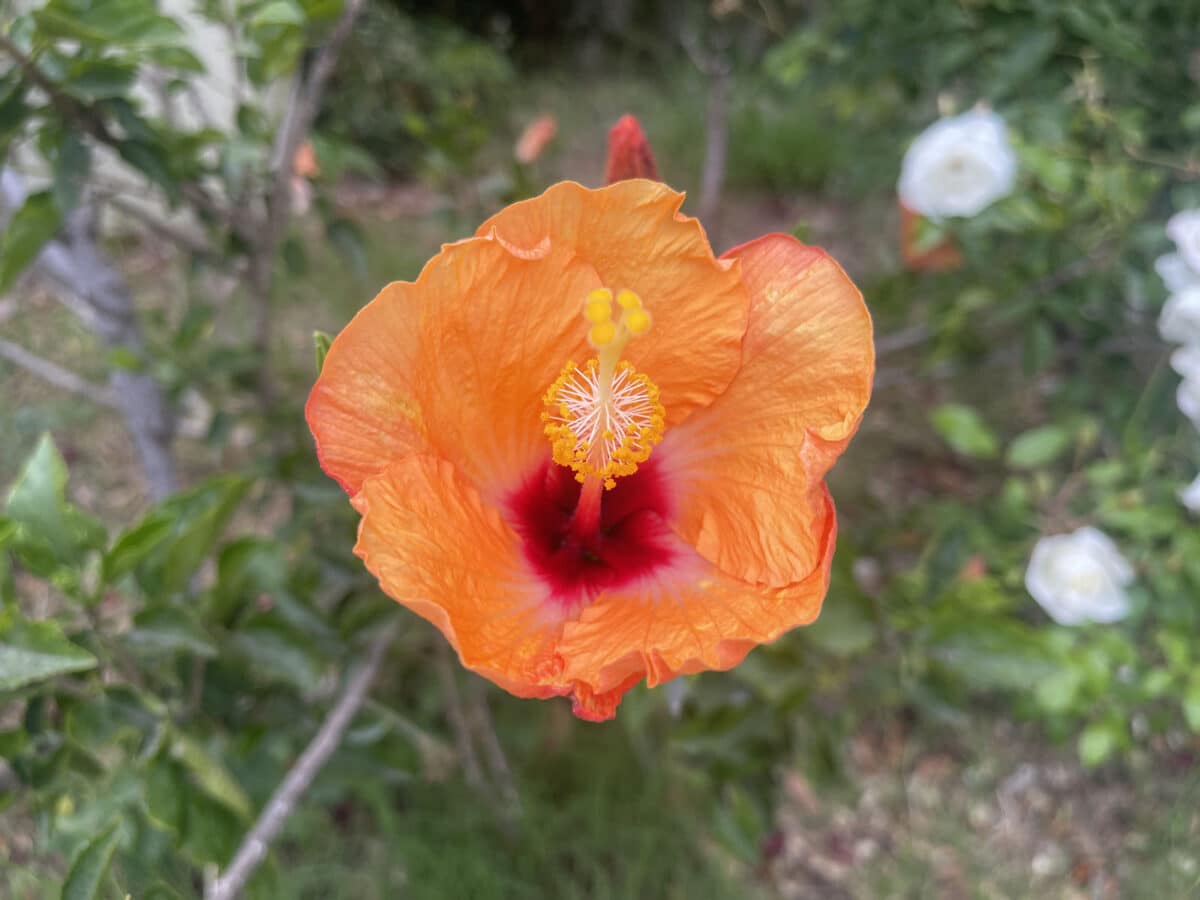 Alameda Post - a pretty orange flower
