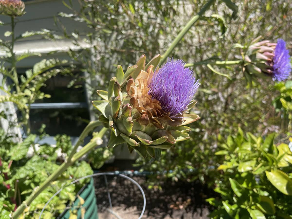 Alameda Post - a blooming artichoke