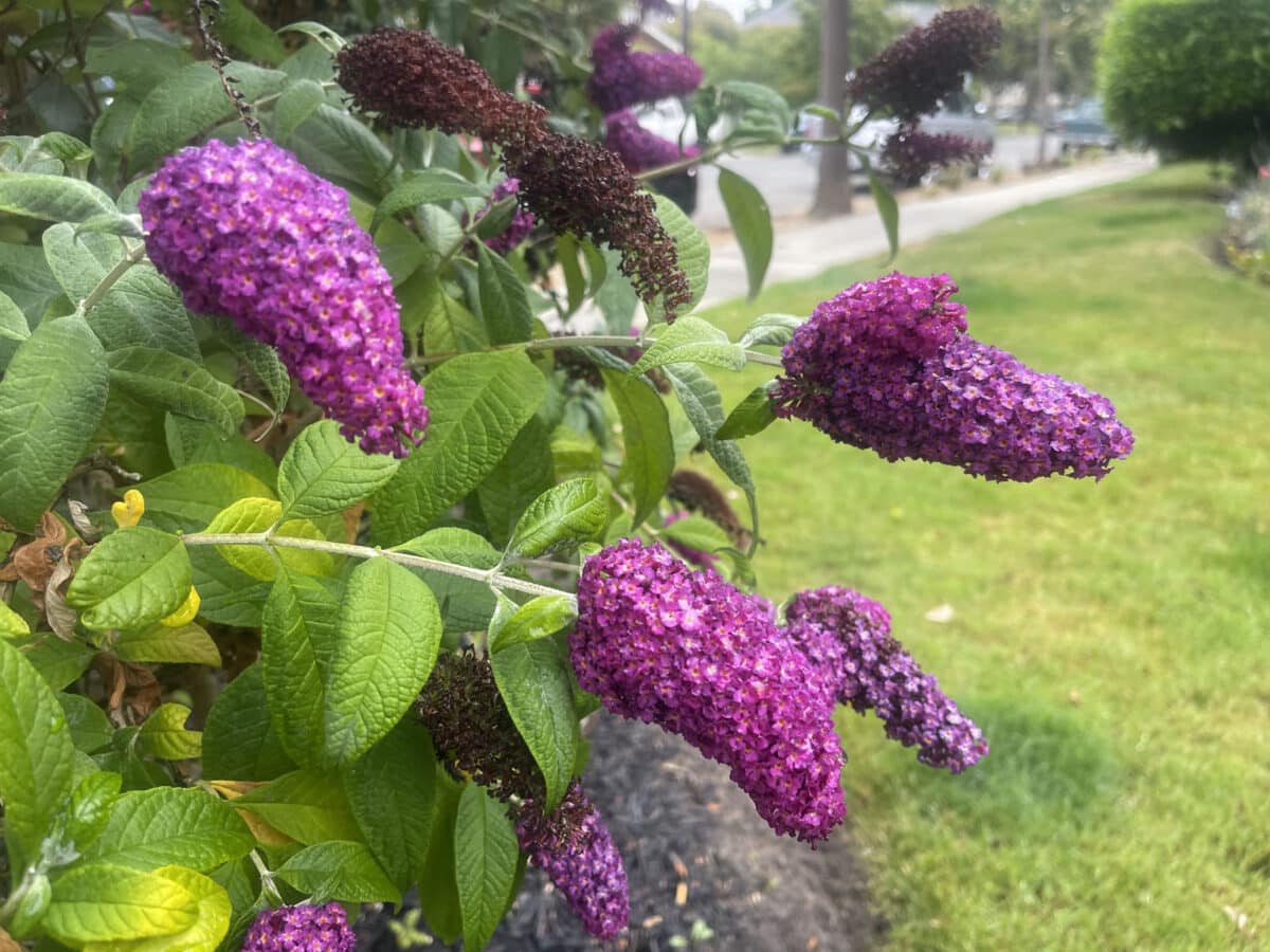Alameda Post - purple flowers