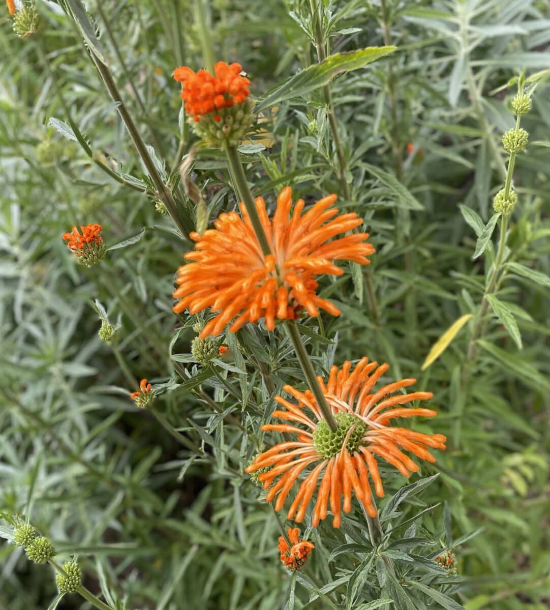 Alameda Post - orange flowers