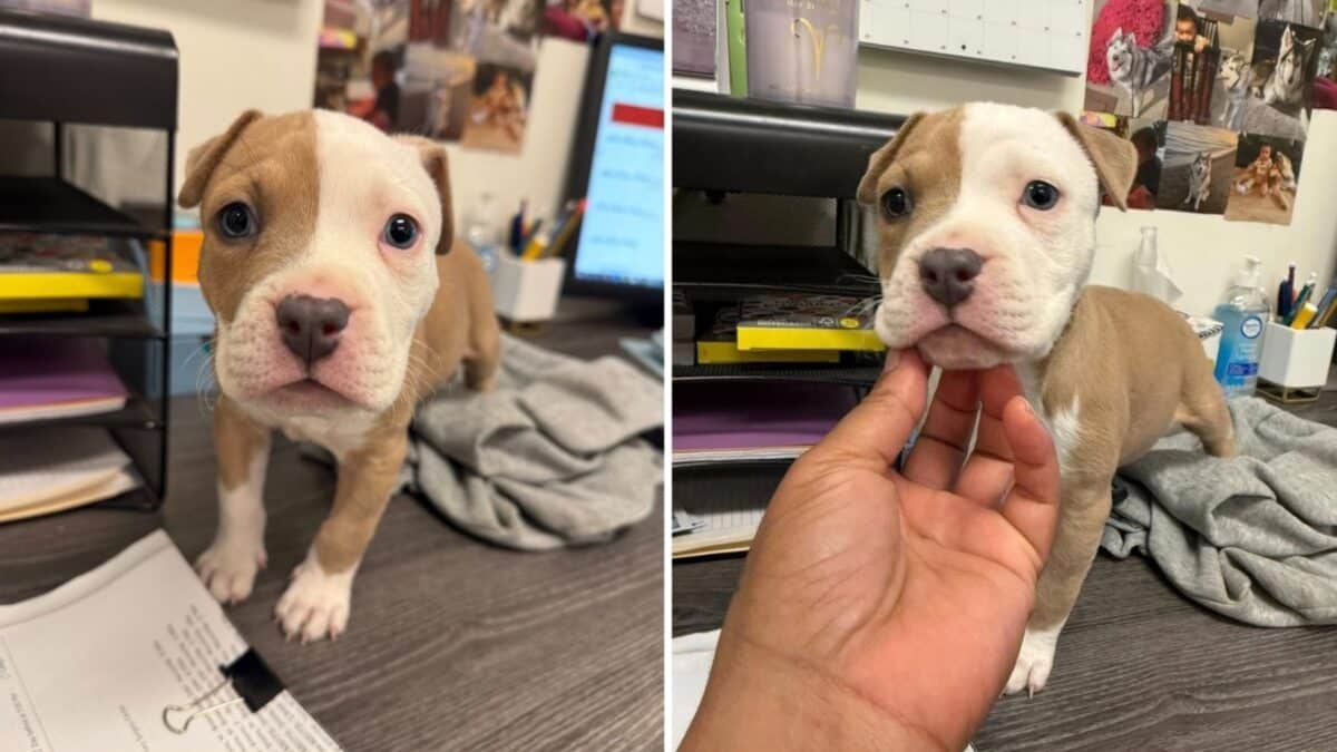 Alameda Post - Bruno the small white and tan puppy on a desk