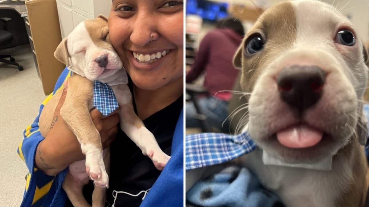 Alameda Post - Bruno the small tan and white puppy sticks his tongue out in one photo and is held by FAAS staff in another