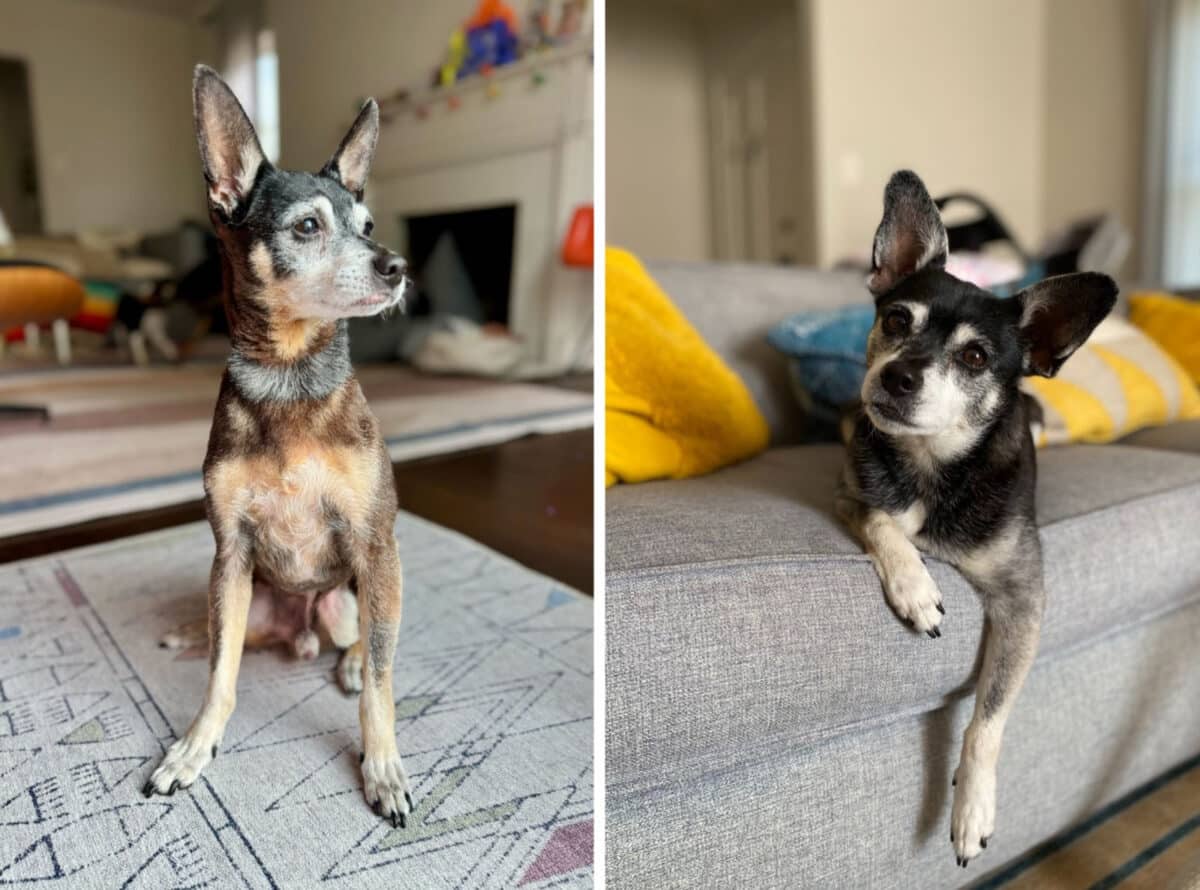 Alameda Post - two very similar looking chihuahua mixes