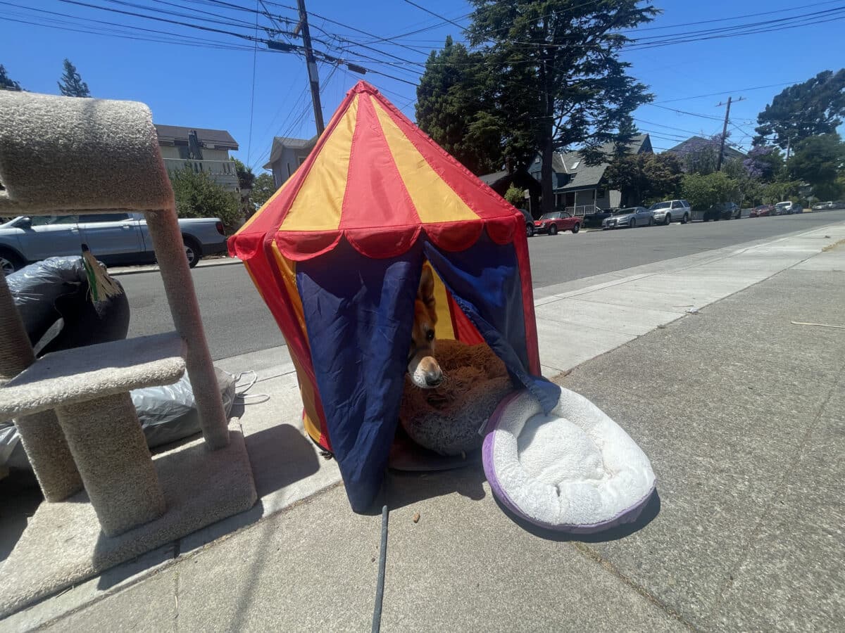 Alameda Post - a dog pokes his nose out of a small children's circus tent on the sidewalk