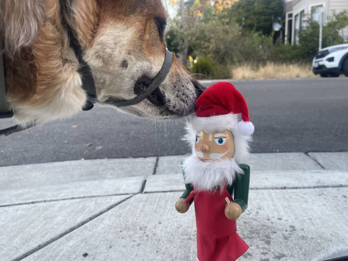 Alameda Post - Mouf the dog sniffs a Christmas nutcracker