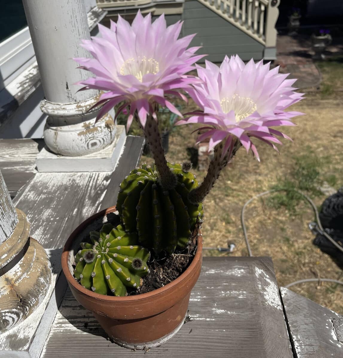 Alameda Post - large pink cactus flowers on a cactus in a pot