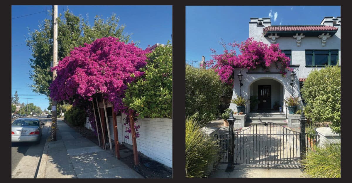 Alameda Post - large colorful bougainvillea flowers