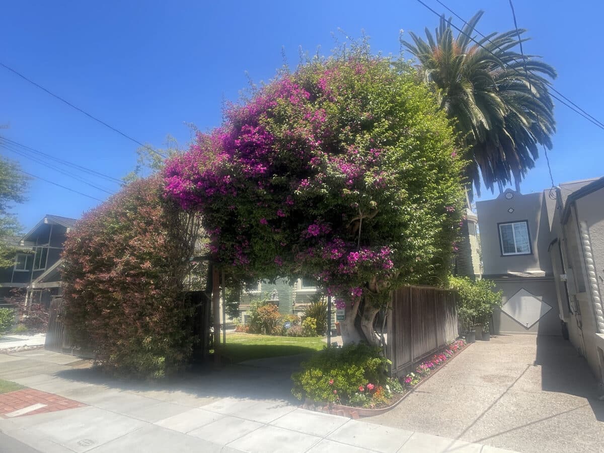 Alameda Post - magenta flowers and green leaves cover a tree