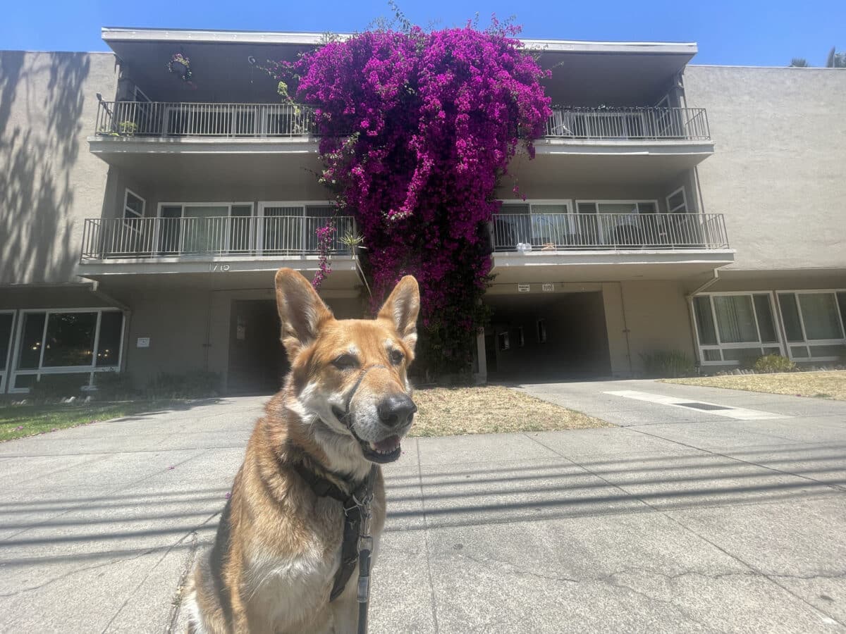Alameda Post - Mouf sits in front of pink flowers on a building