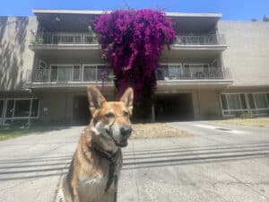 Alameda Post - Mouf sits in front of pink flowers on a building