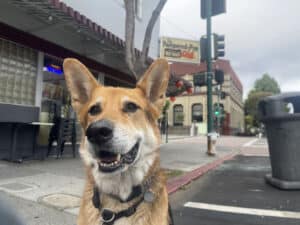 Alameda Post - Mouf the dog sits in front of the Pampered Pup hotdog shop