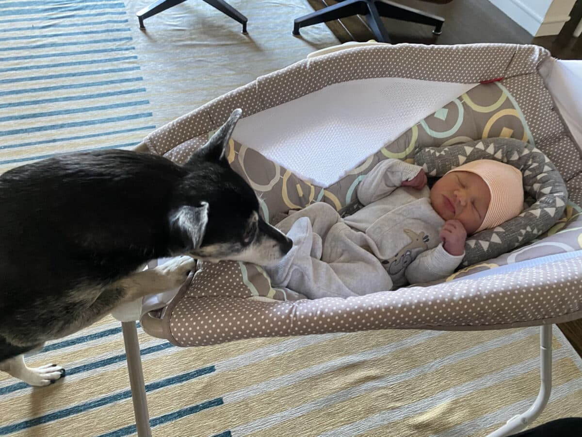 Alameda Post - a chihuahua mix gently sniffs a newborn baby