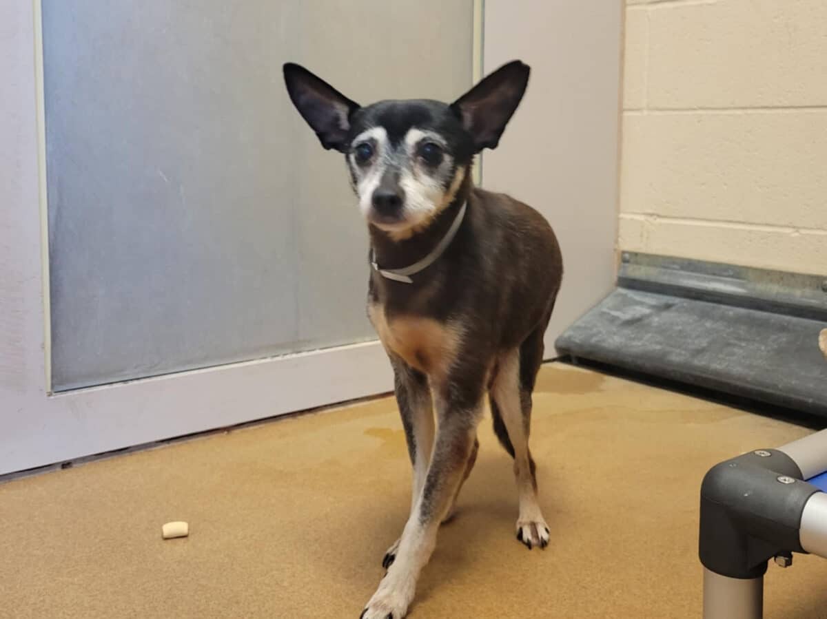 Alameda Post - timid looking chihuahua mix at the animal shelter