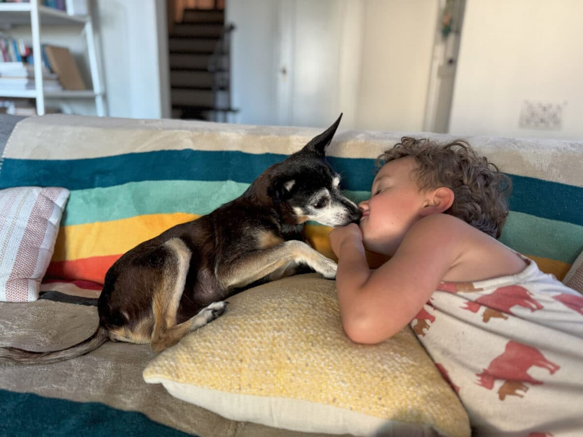 Alameda Post - a chihuahua mix gently sniffs a child's face