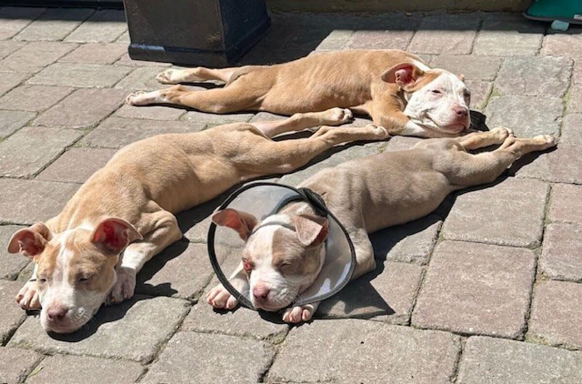 Alameda Post - Zeke the tan and white mixed puppy who appears to be a pit bull mix with two similar dogs, maybe siblings