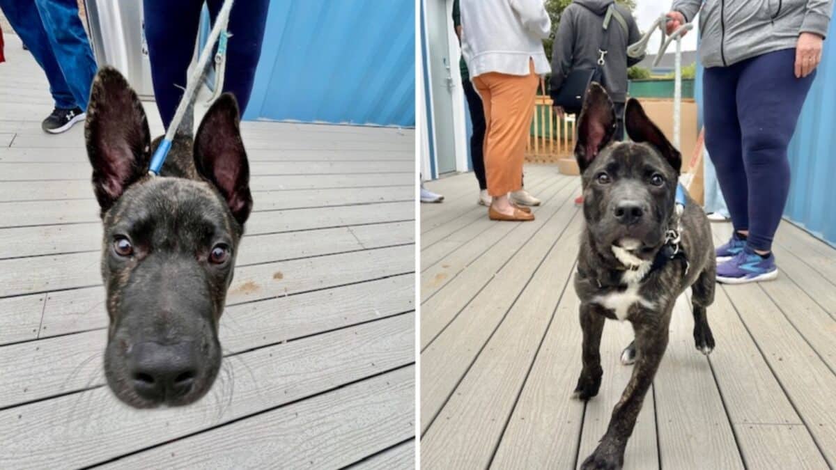 Alameda Post- Dexter the puppy pulls on his leash towards the camera