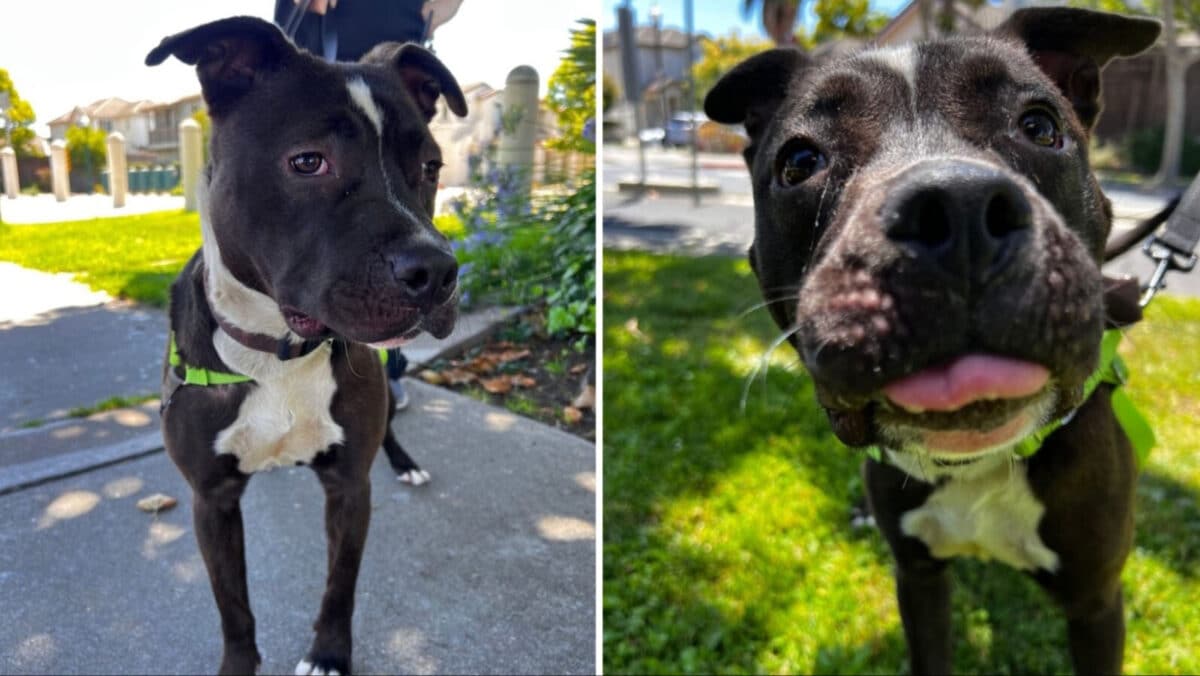 Alameda Post - Winky the black and white pitbull mix