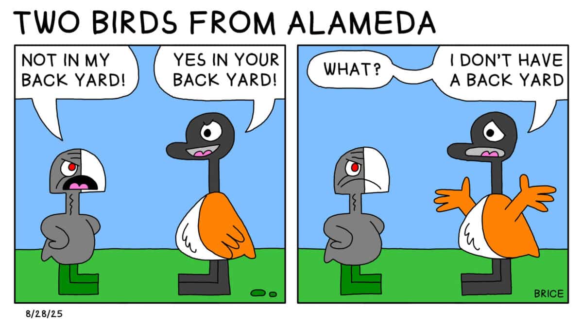 Alameda Post - Two Birds from Alameda for August 28, 2025. First panel: Cool has hands on their hips and looks unhappy. Coot says to Goose, "Not in my back yard!" Goose replies, "Yes in your back yard!" Second panel: Coot looks even grumpier. Goose says, "What? I don't have a back yard."