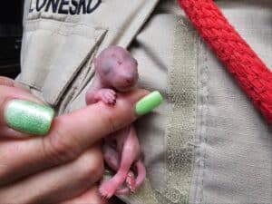 Alameda Post - a tiny pink squirrel in someone's hand