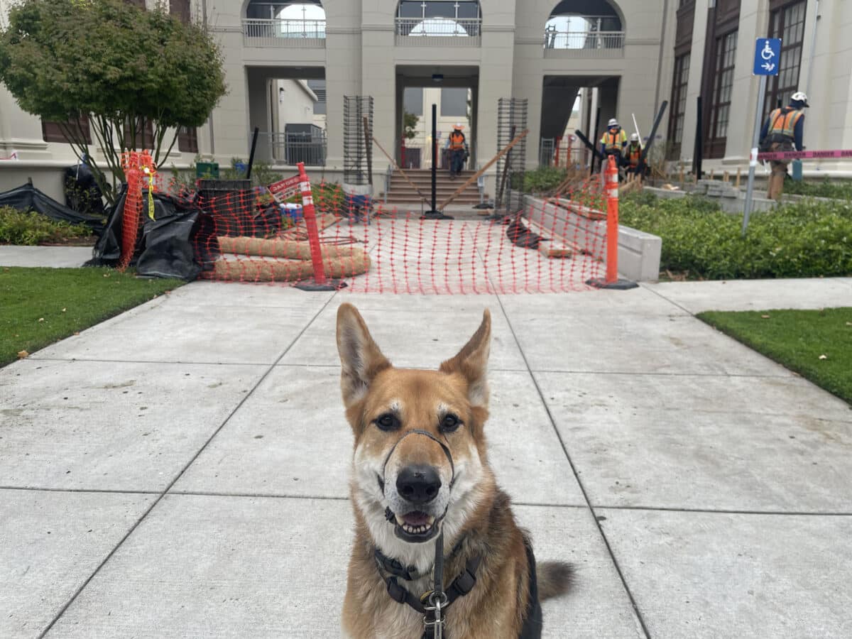 Alameda Post - Mouf the dog sits in front of construction of new gates at Alameda High School