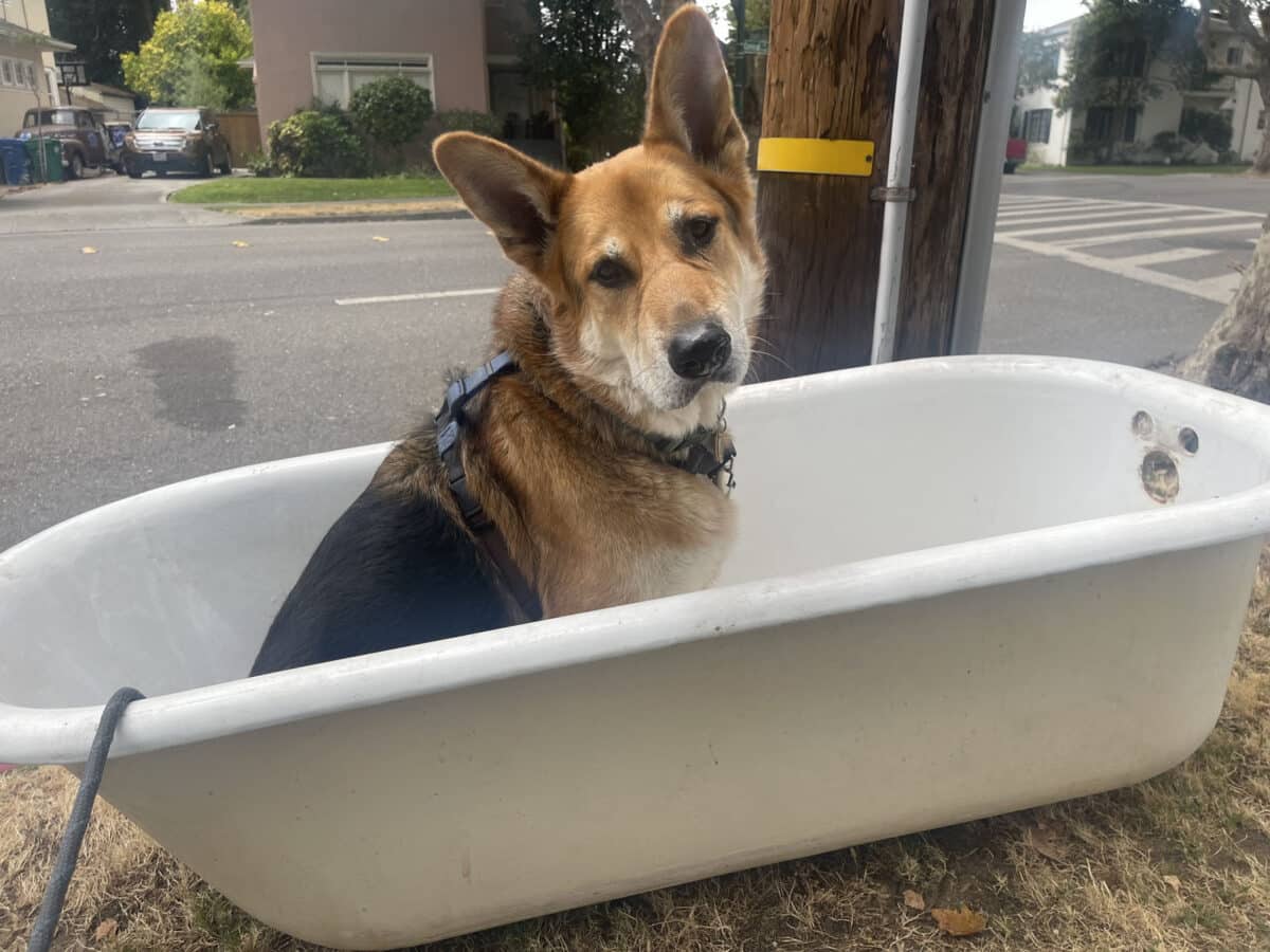 Alameda Post - Mouf sits in a bath tub