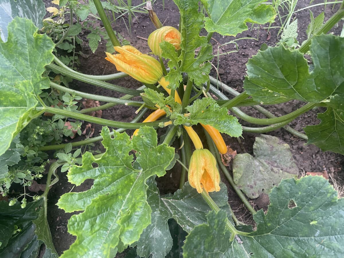 Alameda Post - a squash plant with tiny summer squash or zucchini beginning to grow