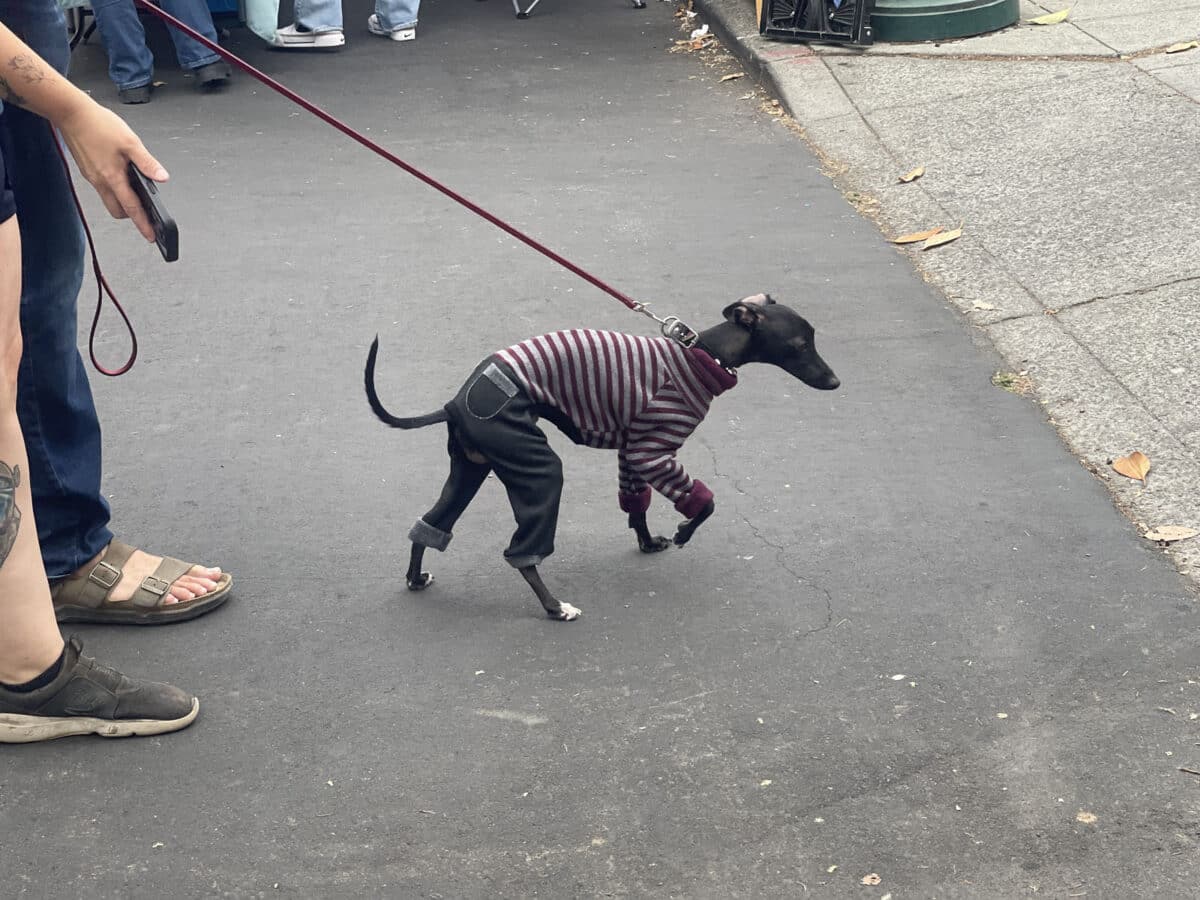 Alameda Post - a small italian greyhound wearing pants and a shirt