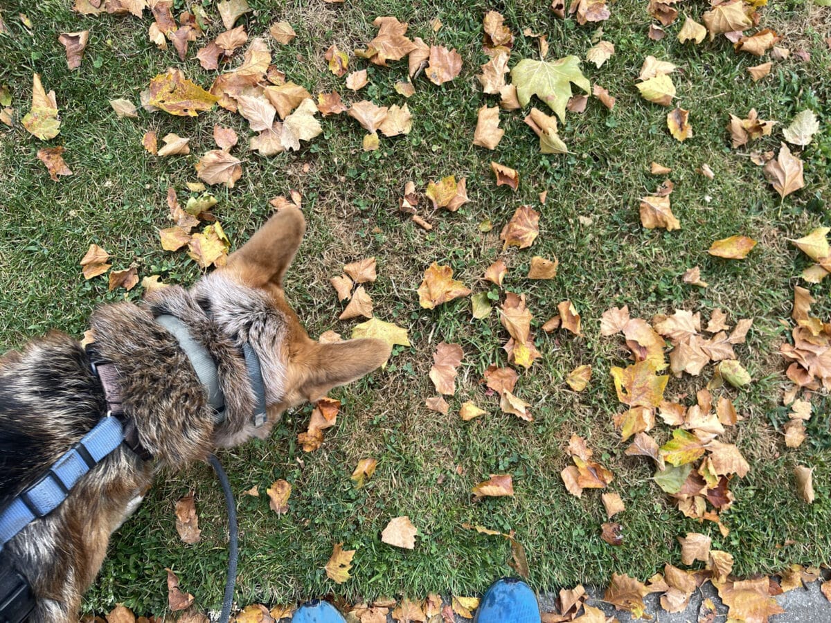 Alameda Post - Mouf sniffs the grass covered with leaves
