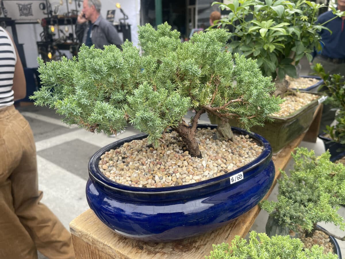 Alameda Post - bonsai trees for sale